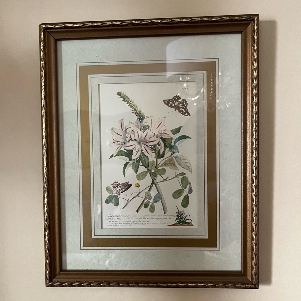 Vintage Framed Botanical Print